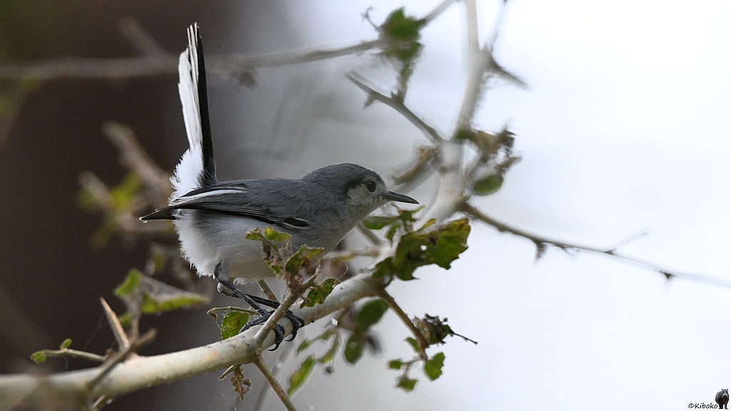 Kleiner grauer Vogel mit spitzen schwarzem Schnabel, weißer Maske, weißem Hintern und steil aufragenden Schwanz