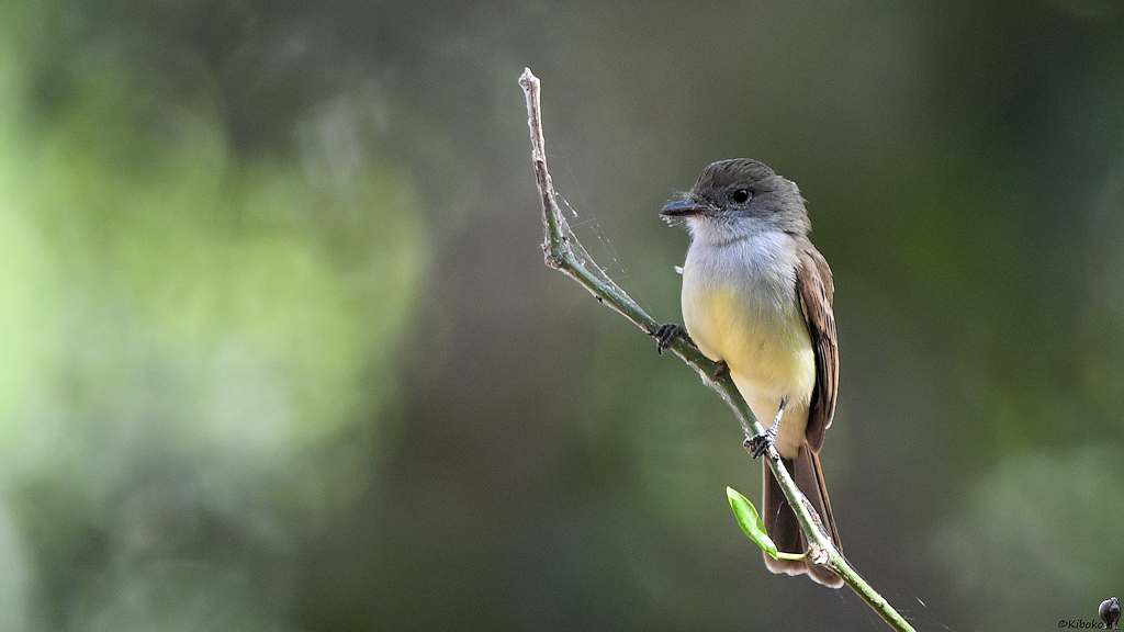 Kleiner Vogel mit grauem Kopf, weißer Kehle, hellgelbem Bauch und braunem Rücken