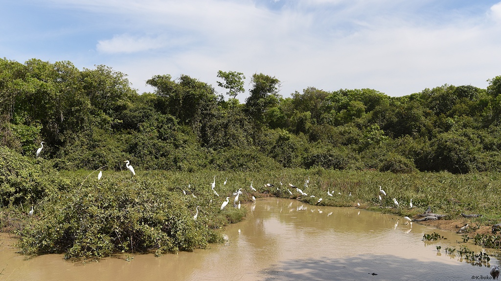 Tümpel mit braunem Wasser und rund 40 weißen Vögeln und einigen Brillenkaimanen von einer Brücke aus betrachtet