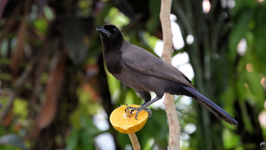 Großer grauer Rabenvogel mit schwarzem Kopf und schwarzem Schwanz sitzt auf einer aufgespießten Orangenhälfte