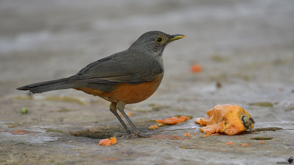 Gruaer Vogel mit rostfarbenem Bauch sitzt auf dem Boden und pickt an heruntergefallenen Mangostücken