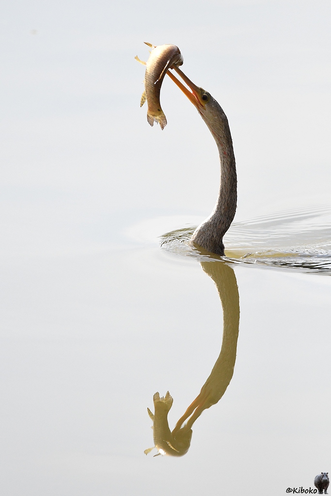 Der Kopf eines Schlangenhalsvogel mit aufgespiesstem Fisch schaut aus dem Wasser. Der Kopf spiegelt sich im Wasser