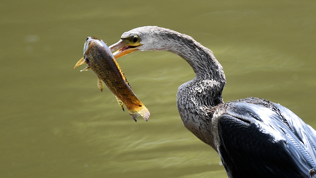 Porträt eines Schlangenhalsvogels mit aufgespießtem Fisch