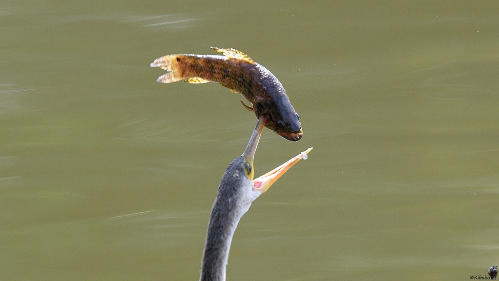Der Schlangenhalsvogel schleudert seinen Kopf hin- und her. Der aufgespießte Fisch hängt nur noch an der oberen Schnabelhälfte