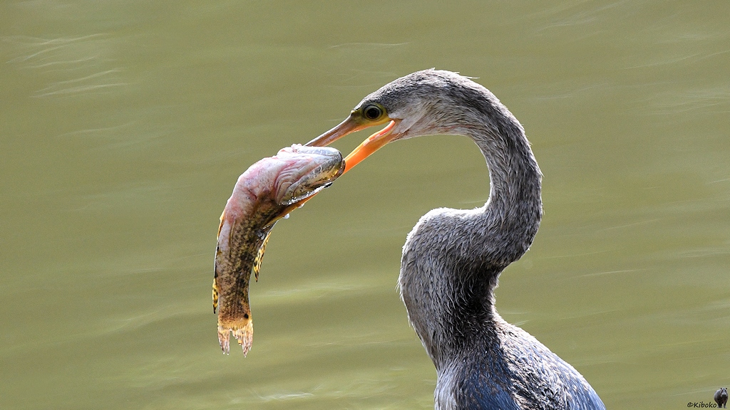 Schlangenhalsvogel hält den Fisch am Kopf fest