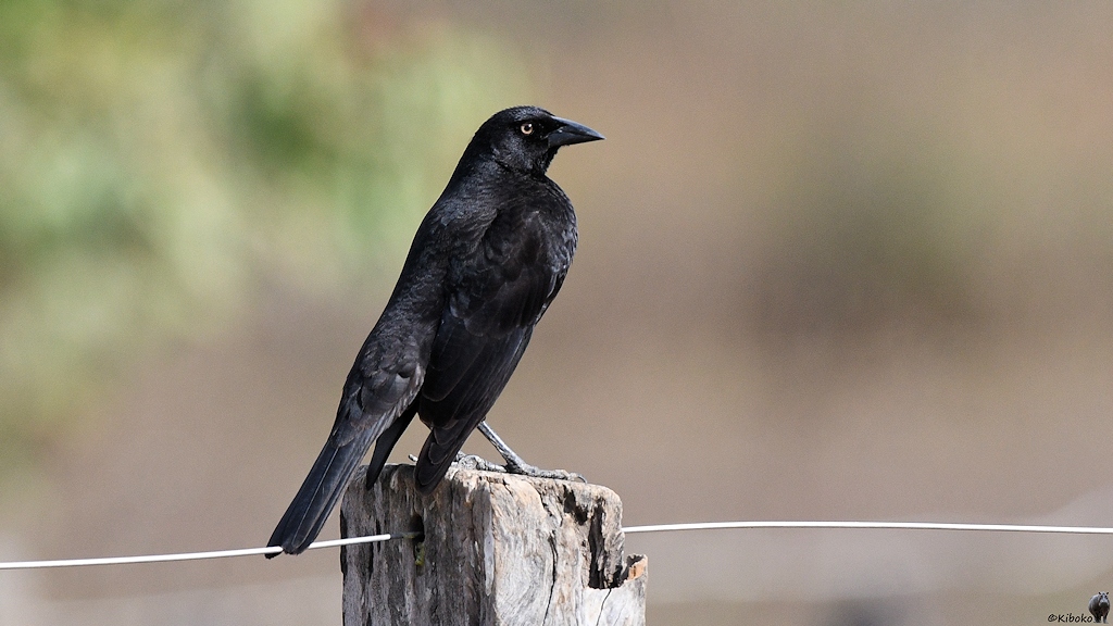 Mittelgroßer schwarzer Vogel sitzt auf einem Zaunpfahl