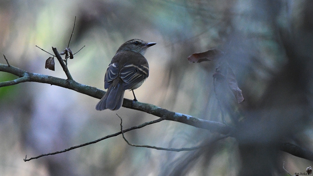 Ein kleiner graubrauner Vogel sitzt im Wald auf einem Ast