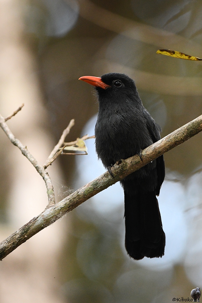 Schwarzer Vogel mit rotem Schnabel