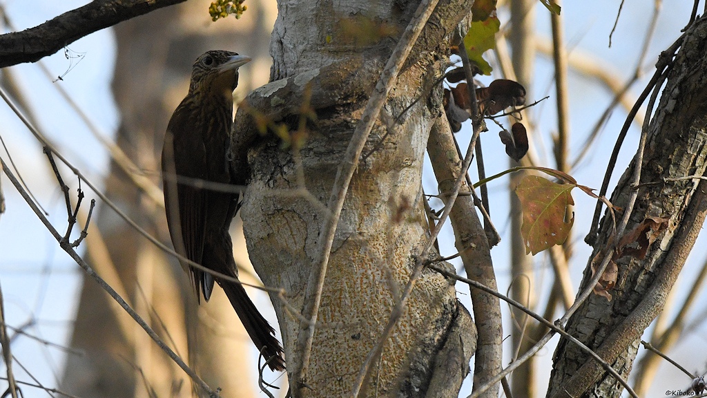 Mittelgroßer, brauner Vogel mit hellem Schnabel sitzt an einen Baumstamm