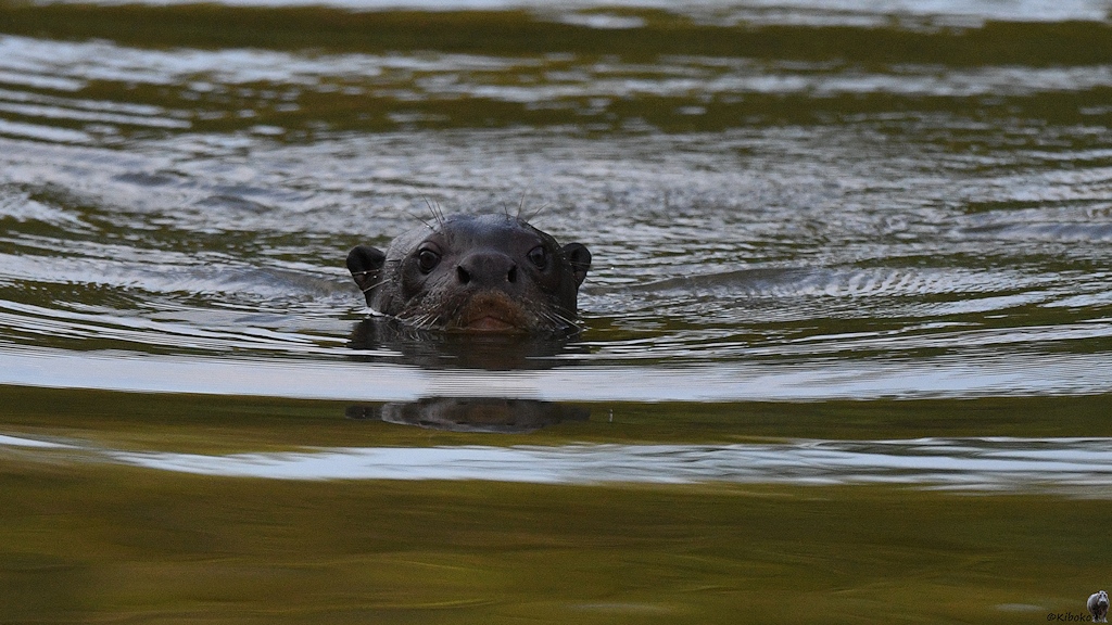 Ein Kopf eines Riesenotters schaut aus dem Wasser