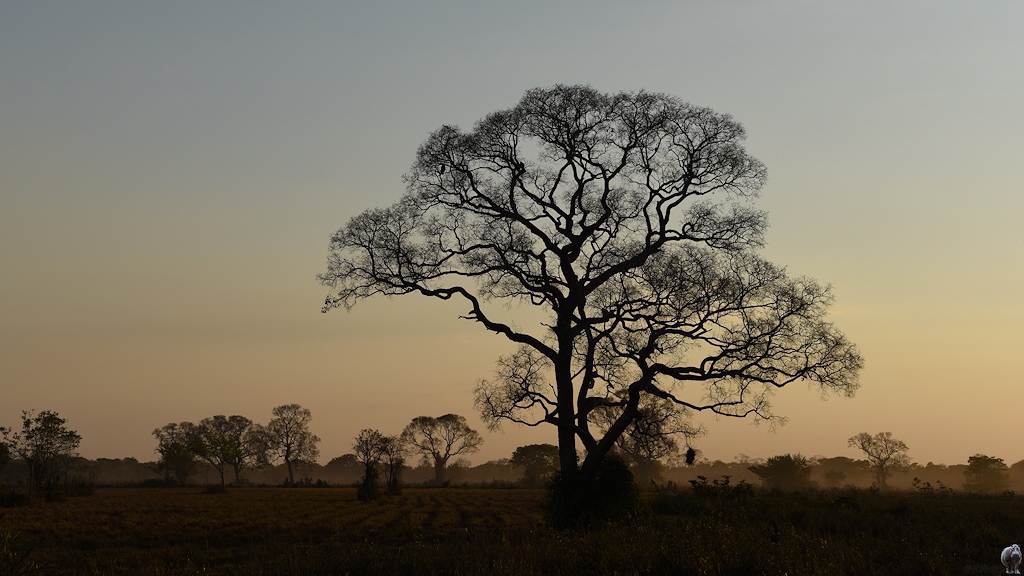 Ein großer Baum ohne Blätter und Kuhweiden im ersten Morgenlicht