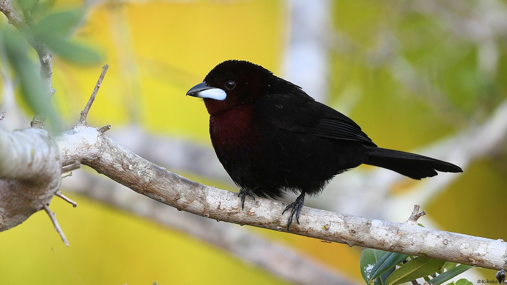 Kleiner schwarzer Vogel mit purpurfarbener Kehle und weißem Schnabel