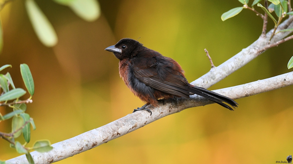Kleiner dunkelbrauner Vogel mit rotbraunem Bauch