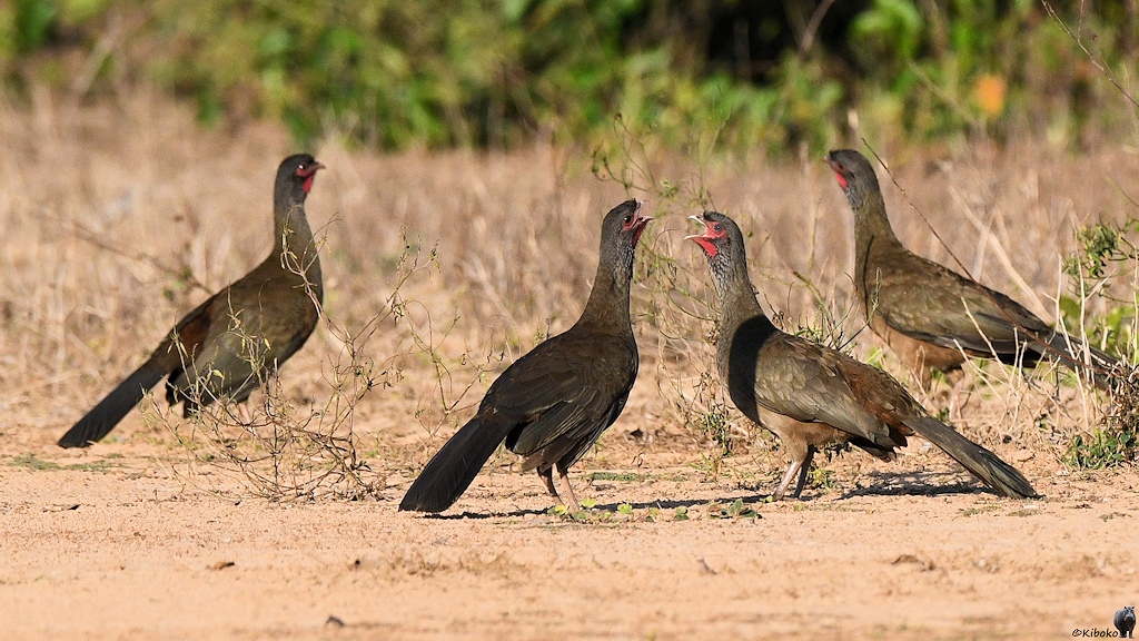 Vier dunkelgraue Hühnervögel mit rotbraunem Bauch, grauem Hals und rotem Gesicht stehen auf sandigem Boden