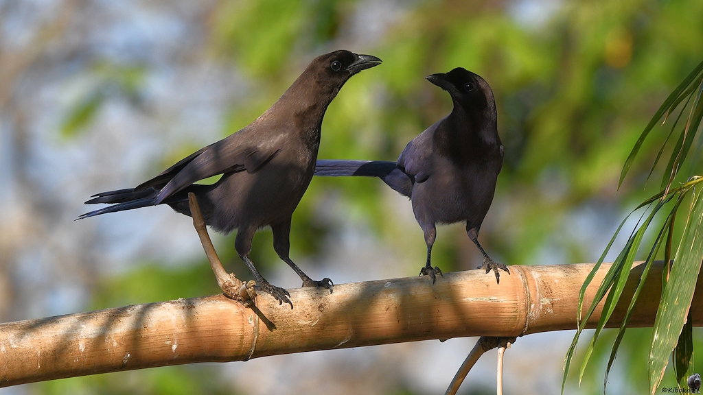 Zwei braune Rabenvögel mit violett-blauen Schimmer an Bauch und Schwanz stehen auf einen Bumbusstab