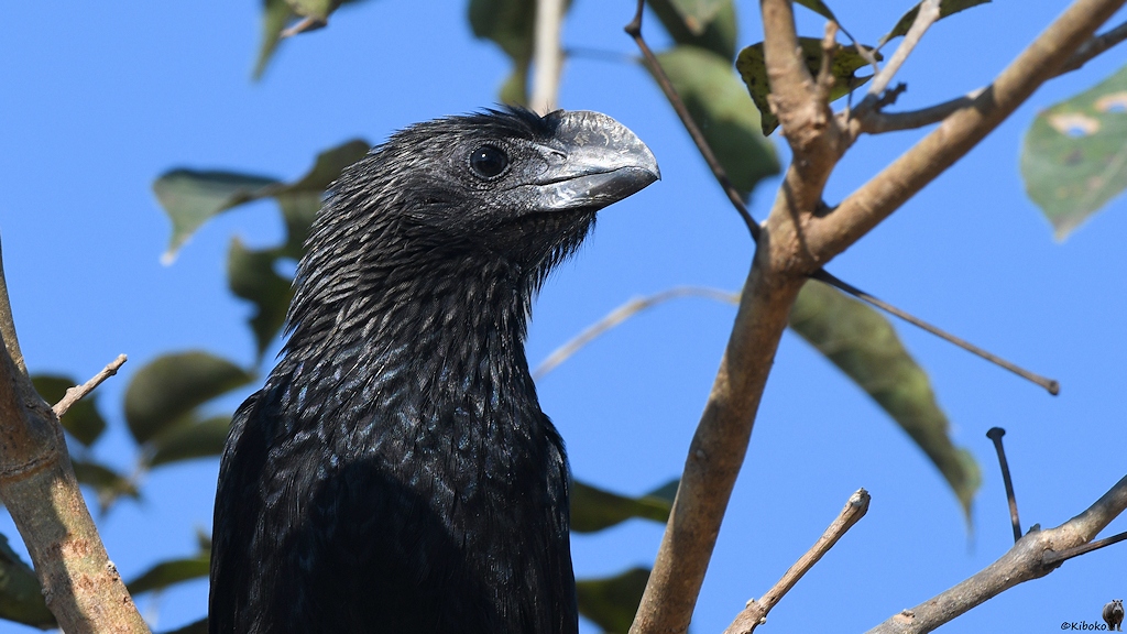 Porträt eines großen schwarzen Vogels mit massiven schwarzen Schnabel