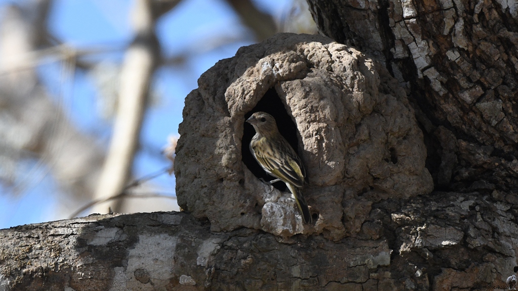 Ein kleiner grau-gelblicher Vogel sitzt im Eingang vom kugelförmigen Nest des Rosttöpfers