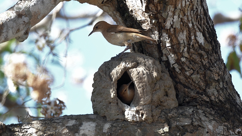 Ein kugelförmiges Nest aus Lehm ist auf einer Astgabel. Ein brauner Vogel sitzt im Eingang, ein zweite sitzt oben auf dem Nest