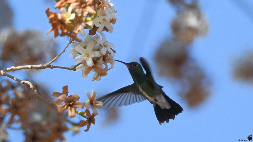 Grüner Kolibri mit weißem Bauchstreifen und rotem Schnabel steckt im Flug den Schnabel in eine Blüte