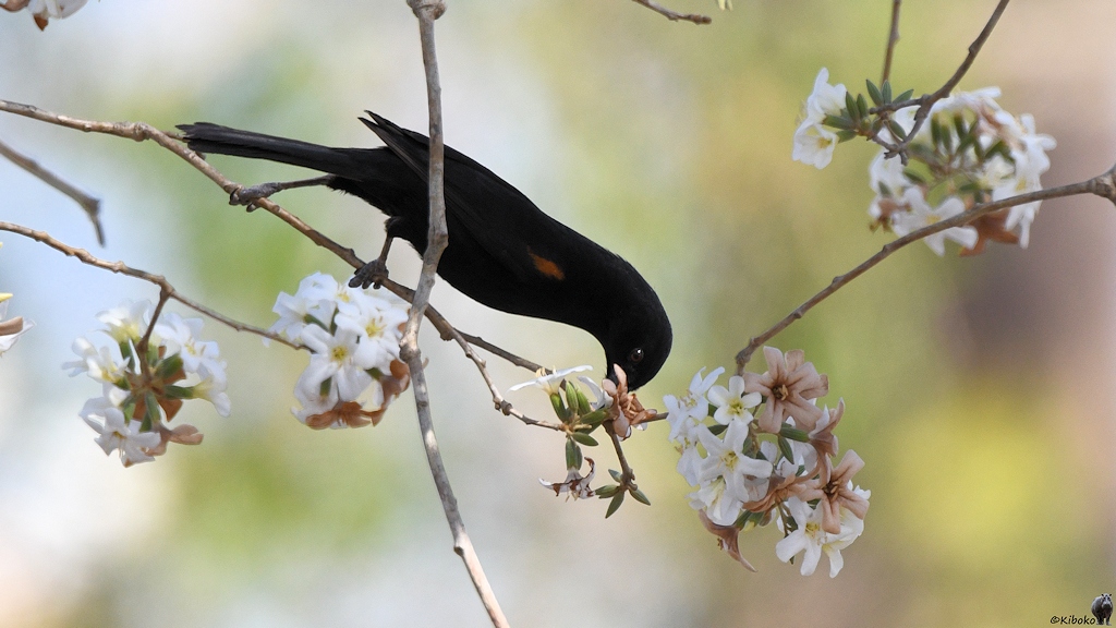 Schwarzer Vogel mit braunem Fleck auf der Schulter beugt sich zu einer Blüte