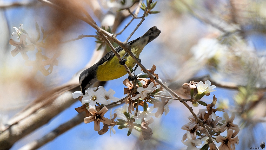 Ein kleiner grauer Vogel mit gelbem Bauch, weißen Auenbrauen und schwarzer Maske hat den Schnabel in einer Blüte