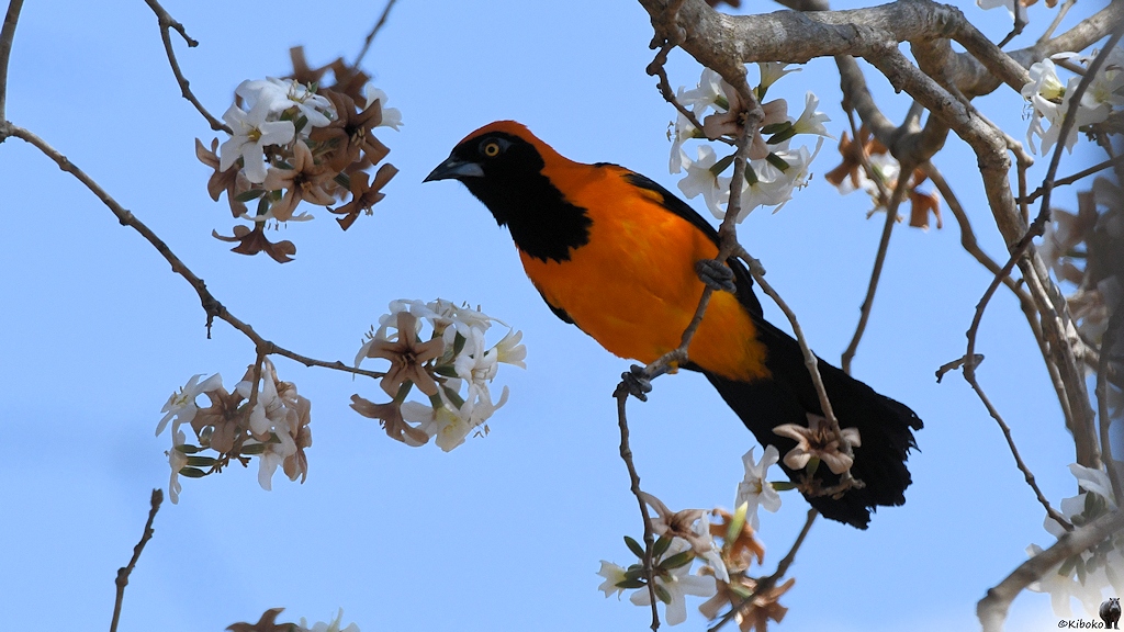 Ein orangener Vogel mit schwarzem Kopf und schwarzem Schwanz sitzt im Blütenbaum