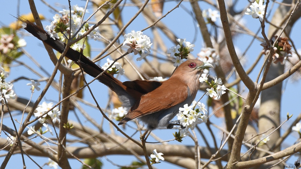 Ein mittelgroßer rotbrauner Vogel mit sehr langem Schwanz und roten Augen sitzt im Blütenbaum