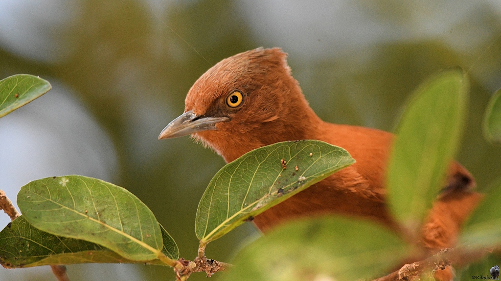 Ein kleiner brauner Vogel schaut zwischen Blättern raus