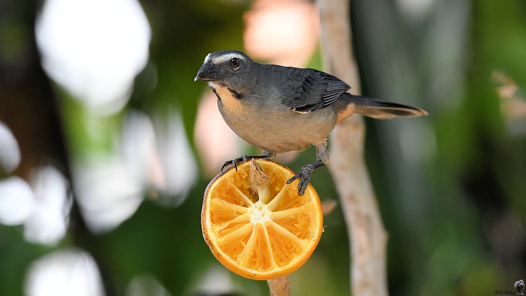 Ein grauer Vogel mit hellgrauem Bauch und weißem Augenbrauenstreifen sitzt auf einer halben Orange