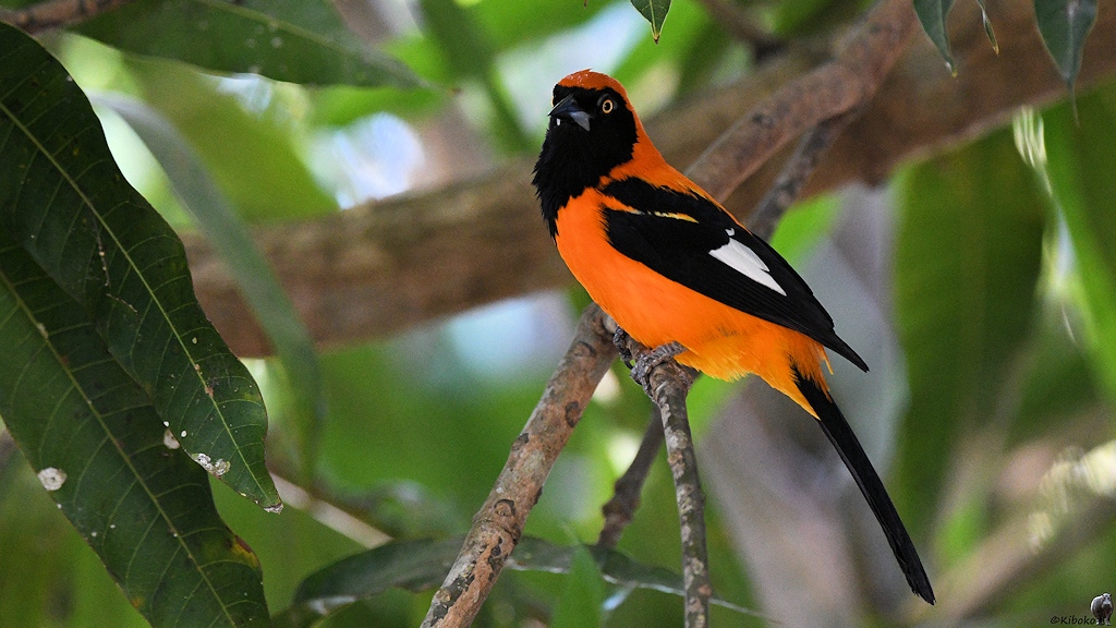 Ein ornagener Vogel mit schwarzem Kopf und schwarzem Flügeln sitzt im Schatten auf einem Ast