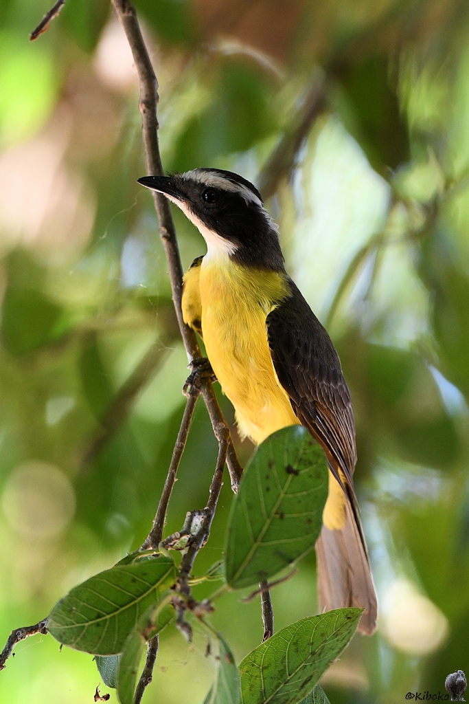 Kleiner vogel mit gelbem Bauch, rotbraunen Flügeln, schwarzem Kopf, weißer Kehle und weißem Streifen am Kopf
