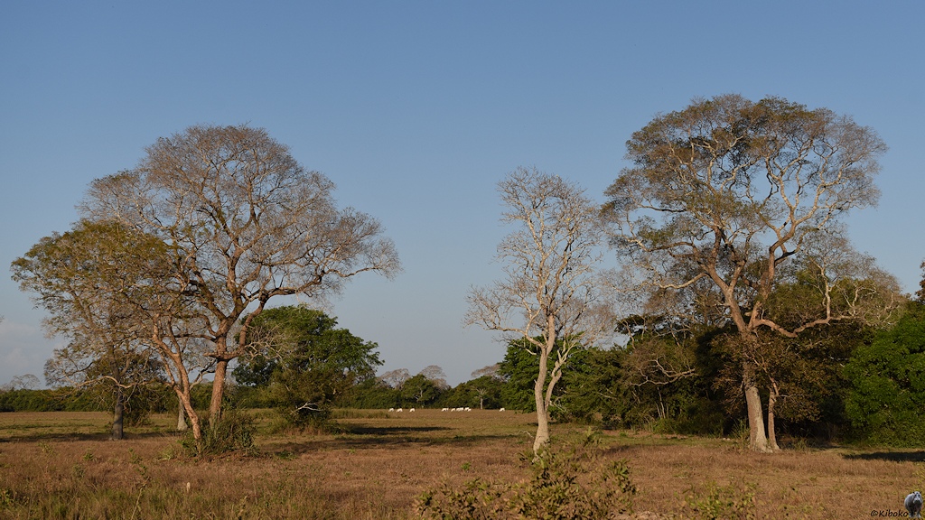 Kuhweiden an de Transpantaneira mit hohen blattlosen Bäumen