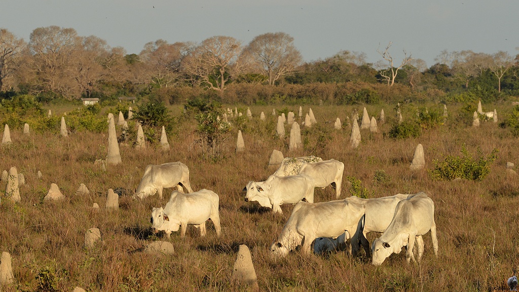 Eine Herde weißer Kühe weidet auf einer naturbelassenen Wiese mit vielen Termitenhügeln.