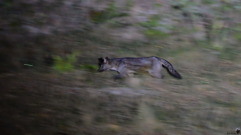 Mitzieher von einen schnell laufenden, dunkelgrauen Fuchs im Scheinwerferlicht