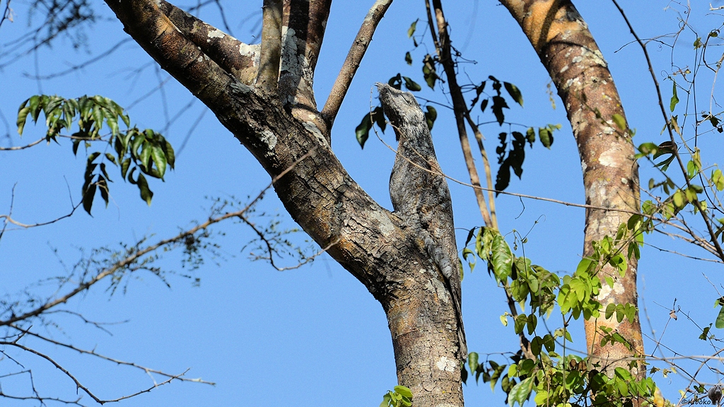 Ein großer grauer Vogel sitzt gut getarnt auf einen Knick eines Baumes