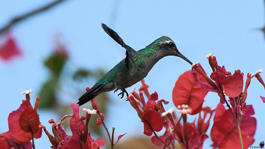 Grüner Kolibri steckt den Schnabel in eine weiße Blüte der roten Bougainvillea