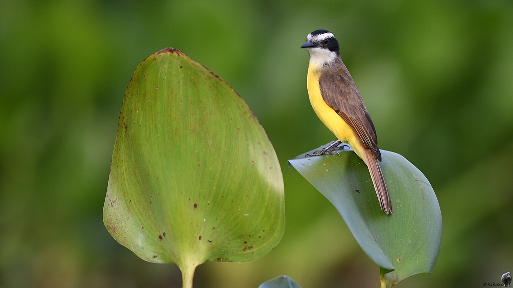 Kleiner Vogel mit grauem Rücken, gelbem Bauch und schwarzer Augenmaske sitzt auf einem Blatt