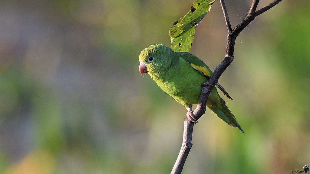 Kleiner Grüner Papagei mit roten Schnabel und gelbem Streifen am Flügel sittz auf einen Ast im Morgenlicht