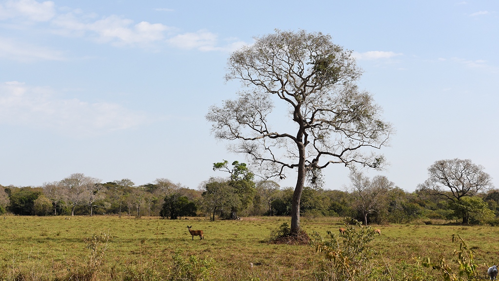 Ein brauner Hirsch steht im Schatten eines großen, laublosen Baumes