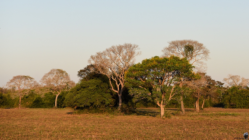 Eine Baumgruppe auf eine Viehweide im goldenen Abendlicht