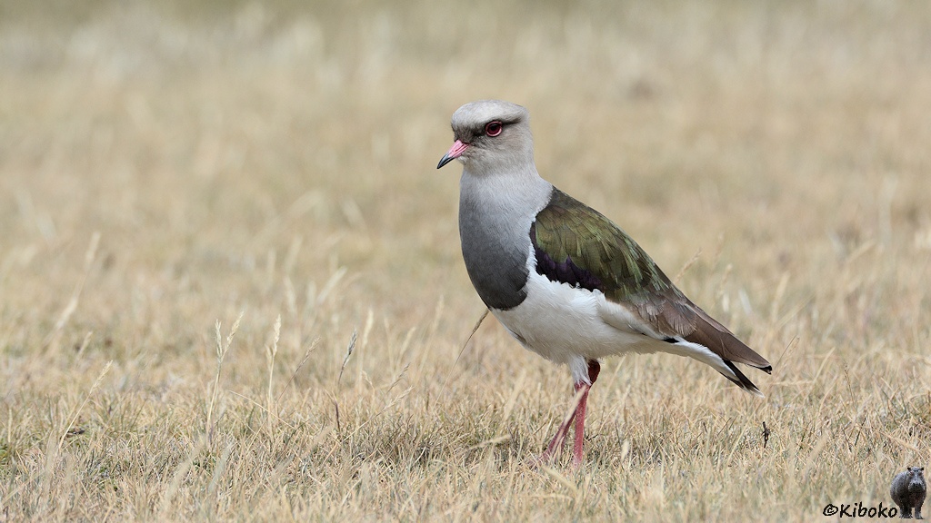 Das Bild zeigt einen Vogel auf einer Wiese aus trockenem Gras. Kopf und Hals sind grau. Der Bauch ist weiß. Der Rücken ist grün. Bein und Schnabel sind rosa. Die Schnabelspitze ist schwarz.