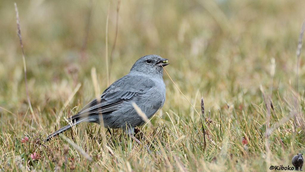 Das Bild zeigt einen kleinen grauen Vogel mit kurzem Schnabel im trockenen Gras.