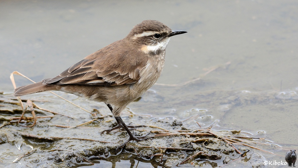 Das Bild zeigt einen kleinen braunen Vogel am Rad eines Sees. Die Kehle und ein Streifen über dem Auge sind weiß. Der Vogel hat einen schwarzen dünnen Schnabel und schwarze Beine.