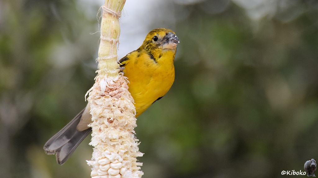 Das Bild zeigt einen kleinen gelben Vogel mit kurzen dicken Schnabel. Um den Kopf und Nacken sind dünne dunkle Streifen. Die Schwanzfedern sind unten grau. Der Vogel knabbert an einem aufgehängten weißen Maiskolben.
