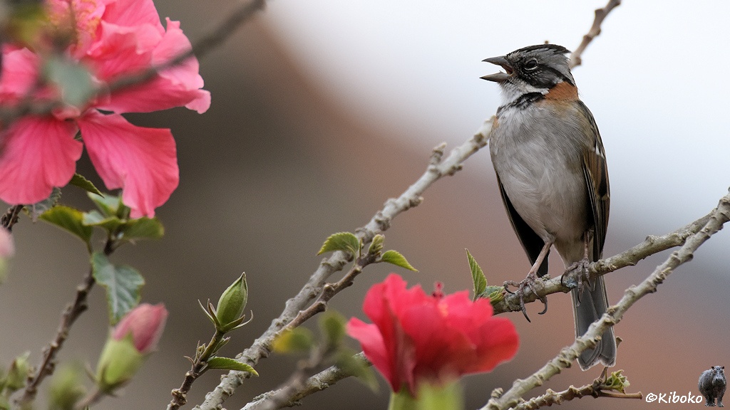 Das Bild zeigt einen spatzgroßen Vogel mit grauen Kopf mit schwarzen Streifen, grauen Bauch, weißer Kehle, hellbraunen Nacken auf einen Ast zwischen roten Blüten.