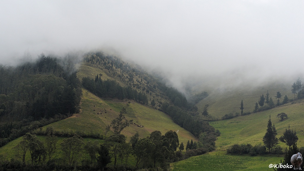 Das Bild zeigt eine Berglandschaft mit Wiesen. Die Wiesen sind durch Hecken oder Baumreihen getrennt. Im oberen Bildrand sind Wolken, die die Berggipfel verhüllen.