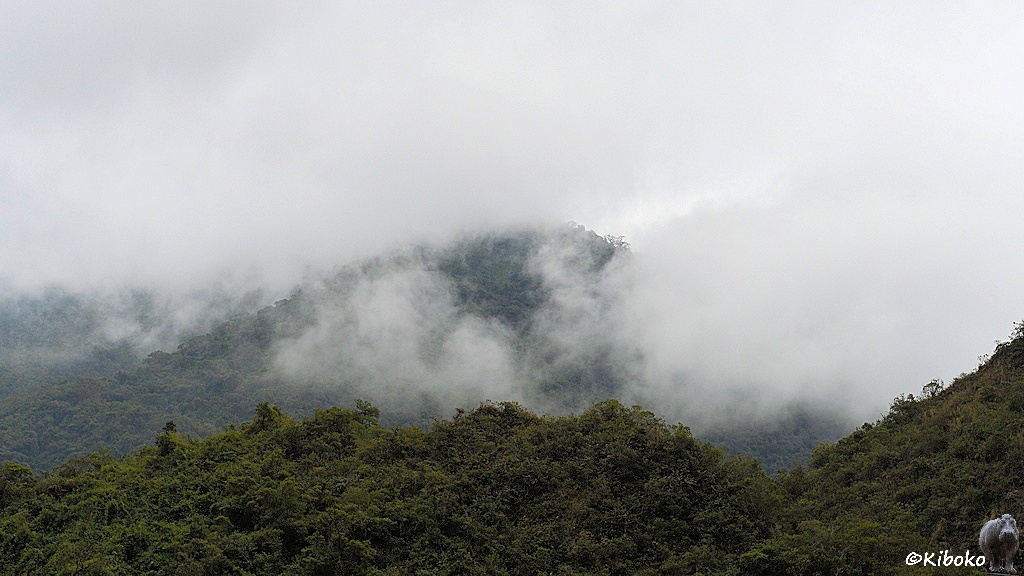 Das Bild zeigt eine Berglandschaft. Die Berge sind dicht bewaldet. Wolken ziehen durch und über die Berge.