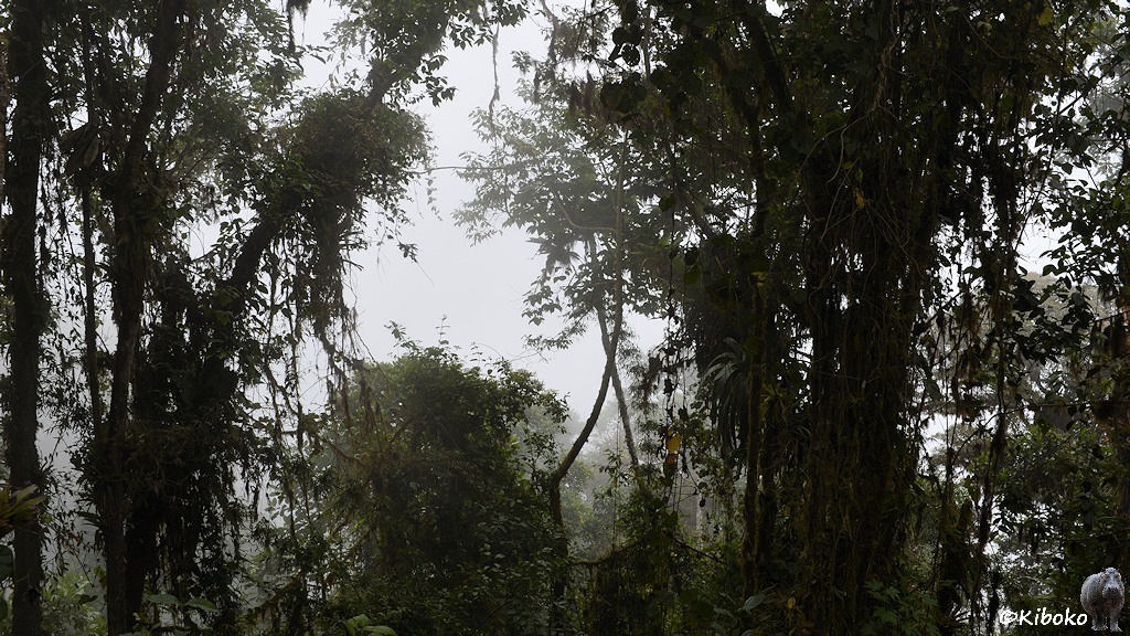 Das Bild zeigt von Schlingpflanzen umrangte Bäume Bäume vor einen nebligem Hintergrund.