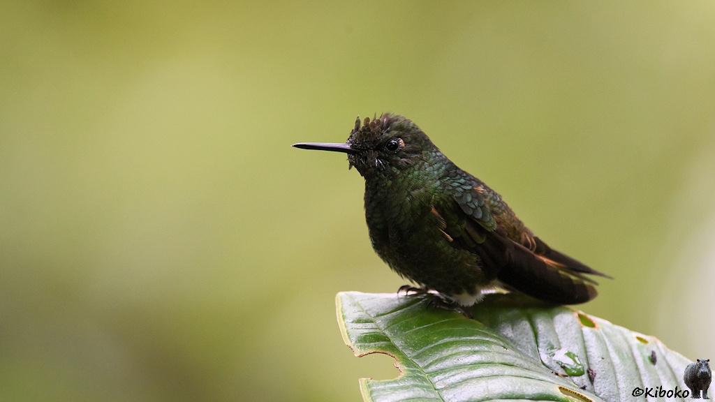 Das Bild zeigt einen kleinen dunkelgrünen Vogel mit kurzen geraden Schnabel und braunen Flügeln auf einem Blatt sitzen.