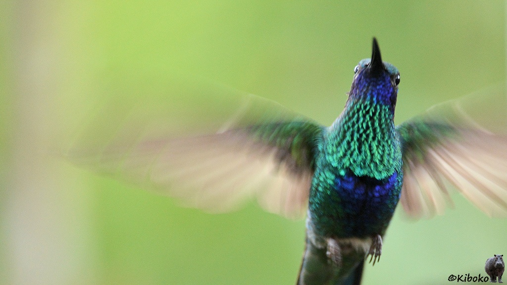 Das Bild zeigt einen Kolibri im Flug unscharfen, bewegten Flügeln. Die Halsfedern glitzern in grün. Kehle und ein senkrechter Streifen am Bauch glitzern blau. Die dunklen namensgebenden Ohrflecken sind schwar sichtbar.